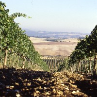 gallery agricola le gode montalcino